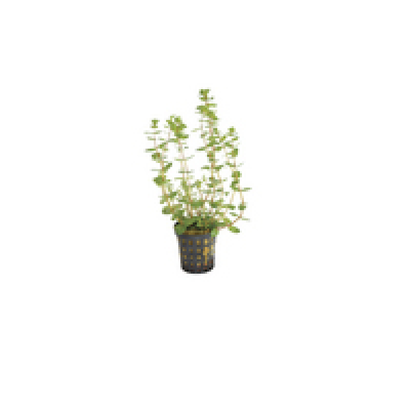 6x Rotala Macrandra green